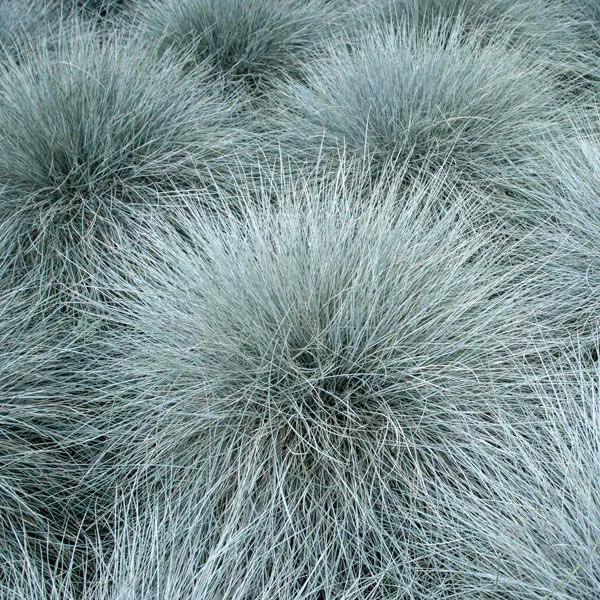 Овсяница сизая "Варна" Festuca glauca "Varna"