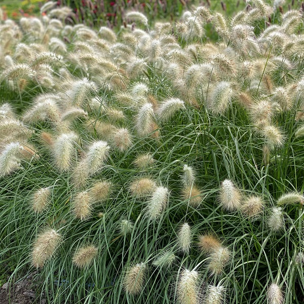 Пеннисетум мохнатый «Флаффи» Pennisetum villosum "Fluffy" Р9
