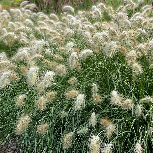 Пеннисетум мохнатый «Флаффи» Pennisetum villosum "Fluffy"