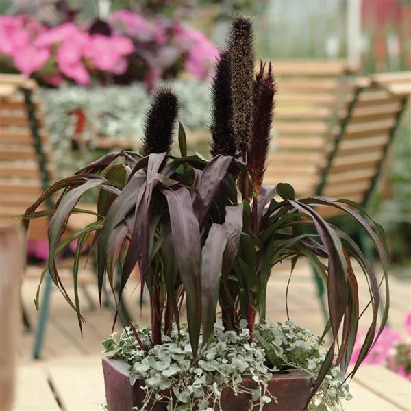 Пеннисетум сизый «Пурпурный барон» Pennisetum glaucum "Purple Baron"