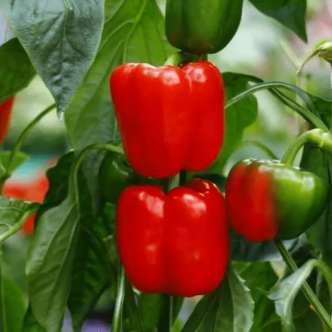 Перец "Иоло Вондер" Capsicum annuum "Yolo Wonder"