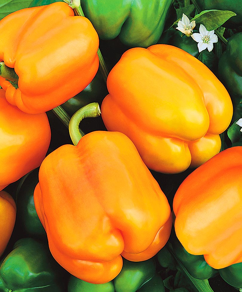 Перец "Оранжевая красавица" Capsicum annuum "Oranzhevaya Krasavitsa" Р9