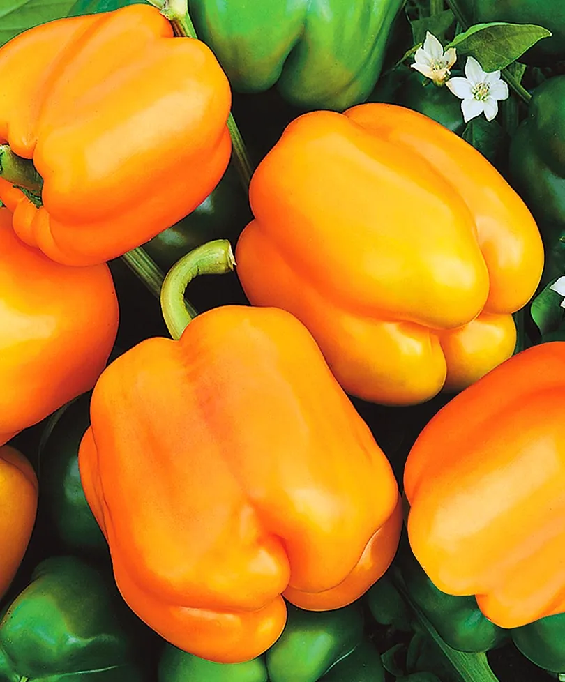 Перец "Оранжевая красавица" Capsicum annuum "Oranzhevaya Krasavitsa"