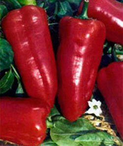 Перец "Сибирский князь" Capsicum annuum "Sibirskiy Knyazr" Р9