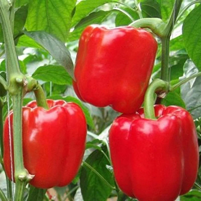 Перец "Валентина" Capsicum annuum "Valentina" Р9