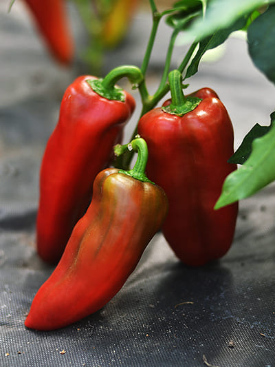 Перец "Юбилейный Семко" Capsicum annuum "Yubileynyy Semko" Р9