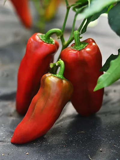 Перец "Юбилейный Семко" Capsicum annuum "Yubileynyy Semko"