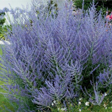 Перовския лебедолистная "Блю Спайр" Perovskia atriplicifolia "Blue Spire" С2/3