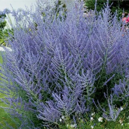Перовския лебедолистная "Блю Спайр" Perovskia atriplicifolia "Blue Spire"