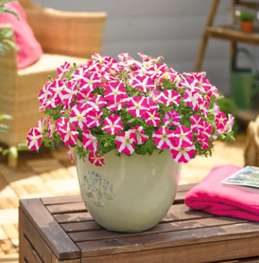 Петуния гибридная "Аморе Пинк Хартс" Petunia hybrida "Amore Pink Hearts" Р9