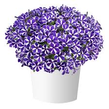Петуния гибридная "Блю Даймонд" Petunia hybrida "Blue Diamond" Кашпо 5,5л