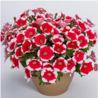 Петуния гибридная "Капелла Черри Ванилла" Petunia hybrida "Capella Cherry Vanilla"