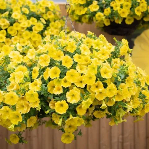 Петуния гибридная "Капелла Хеллоу Еллоу" Petunia hybrida "Капелла Хеллоу Еллоу"