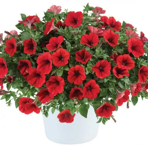 Петуния гибридная "Каскадиас Чили Ред" Petunia × hybrida "Cascadias Chili Red"