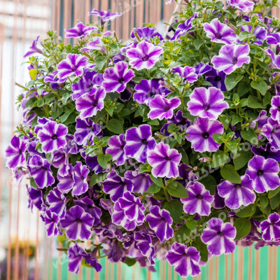 Петуния гибридная "Каскадиас Фуксия Джем" Petunia × hybrida "Cascadias Fuchsia Gem" Кашпо 5,5л