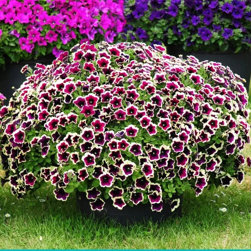 Петуния гибридная "Каскадиас Рим Маджента" Petunia × hybrida "Cascadias Rim Magenta"