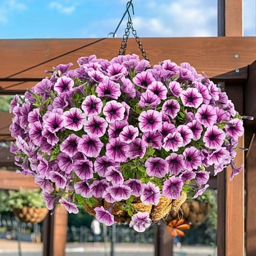 Петуния гибридная "Литтлтуния Пинк Сплэш" Petunia × hybrida "Littletunia Pink Splash" Кашпо 5,5л