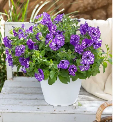 Петуния гибридная "Сплэш Дэнс Болеро Блю" Petunia × hybrida "Splash Dance Bolero Blue"