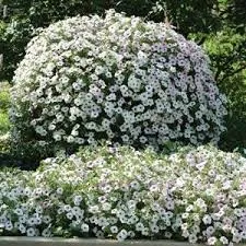 Петуния гибридная "Тайдал Вейв Сильвер" Petunia × hybrida "Tidal Wave Silver"