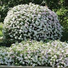 Петуния гибридная "Тайдал Вейв Сильвер" Petunia × hybrida "Tidal Wave Silver" Кашпо 5,5л