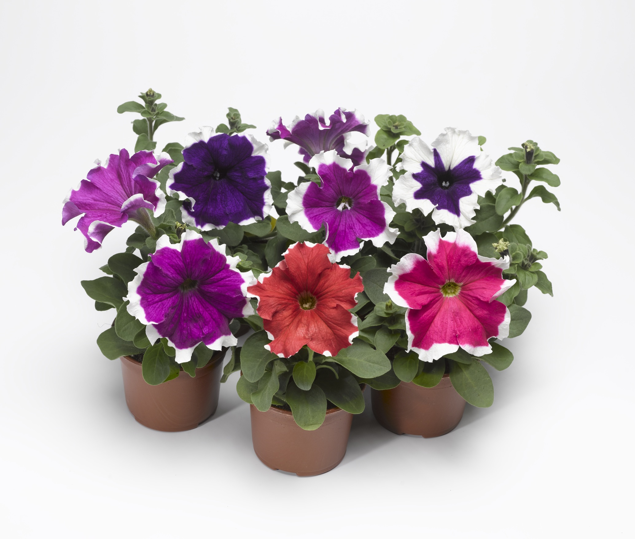 Петуния крупноцветковая "Фрост Микс" Petunia × hybrida "Frost Mix"