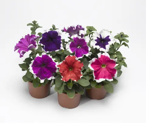 Петуния крупноцветковая "Фрост Микс" Petunia × hybrida "Frost Mix"