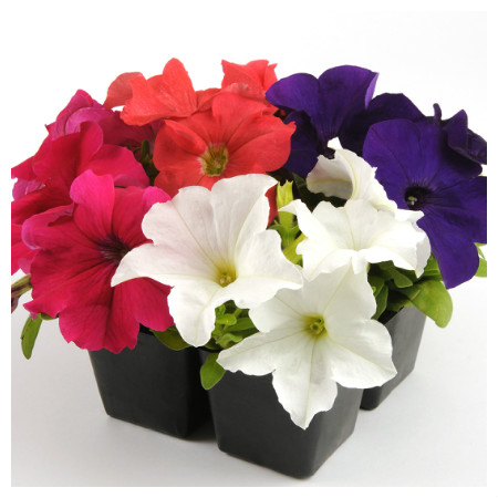 Петуния крупноцветковая "Из Райдер Микс Формула" Petunia x hybrida "Ez Rider Mix"