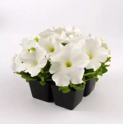 Петуния крупноцветковая "Из Райдер Вайт" Petunia x hybrida "Ez Rider Whit"