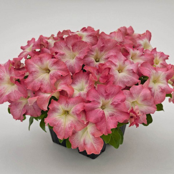 Петуния крупноцветковая Саксесс Эйч Ди Салмон Petuniaxhybrida Success! HD Salmon Morn