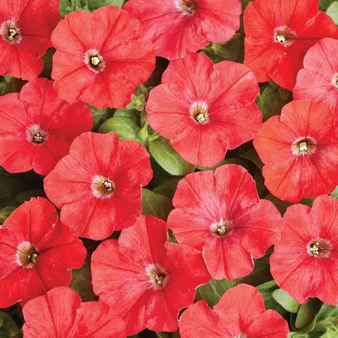 Петуния мелкоцветковая "Карлик Красная" Petunia milliflora "Karlik Red"