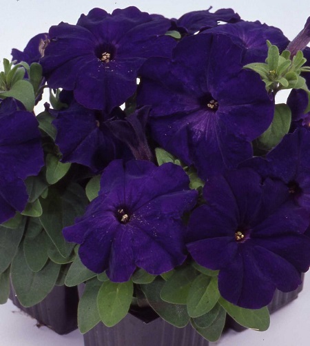 Петуния многоцветковая "Мамбо Джи Пи Блю " Petunia x hybrida 'Mambo GP Blue"