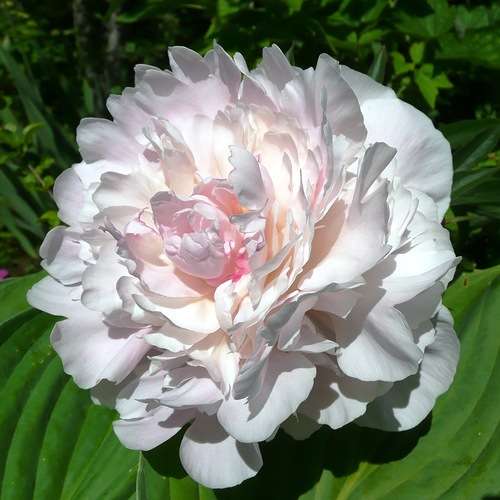 Пион "Баронесса Шрёдер" Paeonia "Baroness Schroeder" С5