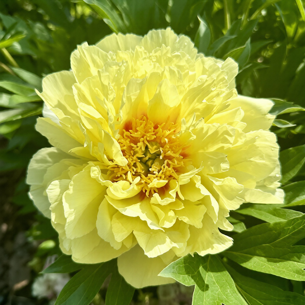 Пион Ито-гибрид "Бартзелла" Paeonia itoh hybrid "Bartzella" С5