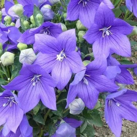 Платикодон крупноцветковый "Мариеси" Platycodon grandiflorus "Mariesii" С2/3