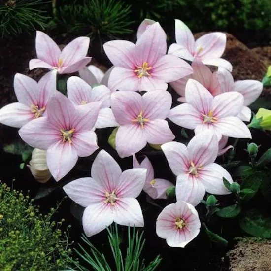 Платикодон крупноцветковый "Шелл Пинк" Platycodon grandiflorus "Shell Pink"
