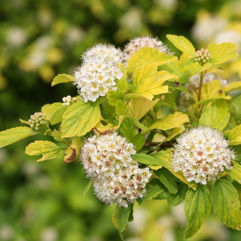 Пузыреплодник калинолистный "Ангел Голд" Physocarpus opulifolius "Angel Gold"
