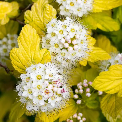 Пузыреплодник калинолистный "Дартс Голд" Physocarpus opulifolius "Darts Gold"