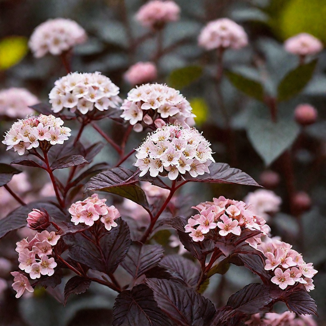 Пузыреплодник калинолистный "Леди ин Ред" Physocarpus opulifolius "Lady in Red"