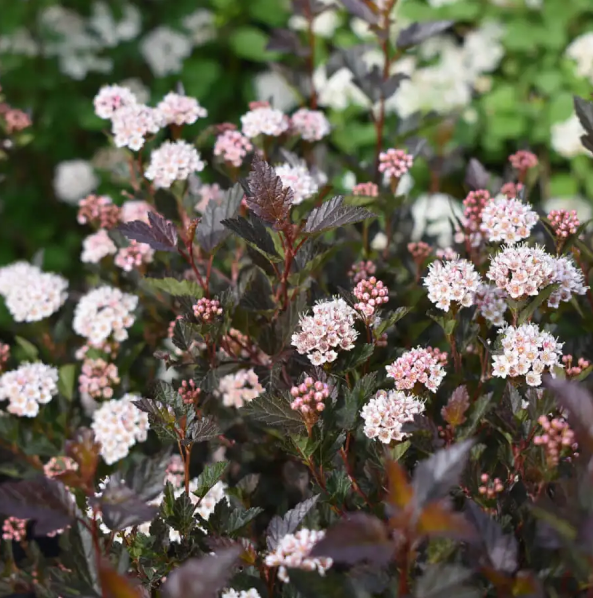 Пузыреплодник калинолистный "Литтл Девил" Physocarpus opulifolius "Little Devil"