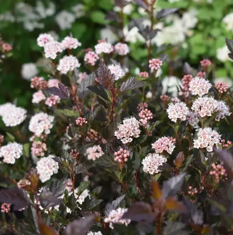 Пузыреплодник калинолистный "Литтл Девил" Physocarpus opulifolius "Little Devil"