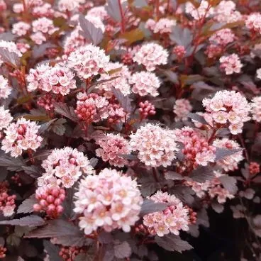 Пузыреплодник калинолистный "Литтл Джокер" Physocarpus opulifolius "Little Joker"