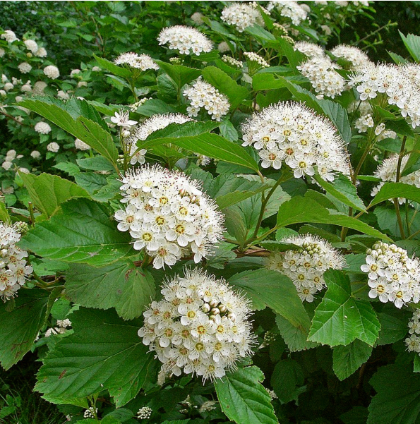 Пузыреплодник калинолистный Physocarpus opulifolius