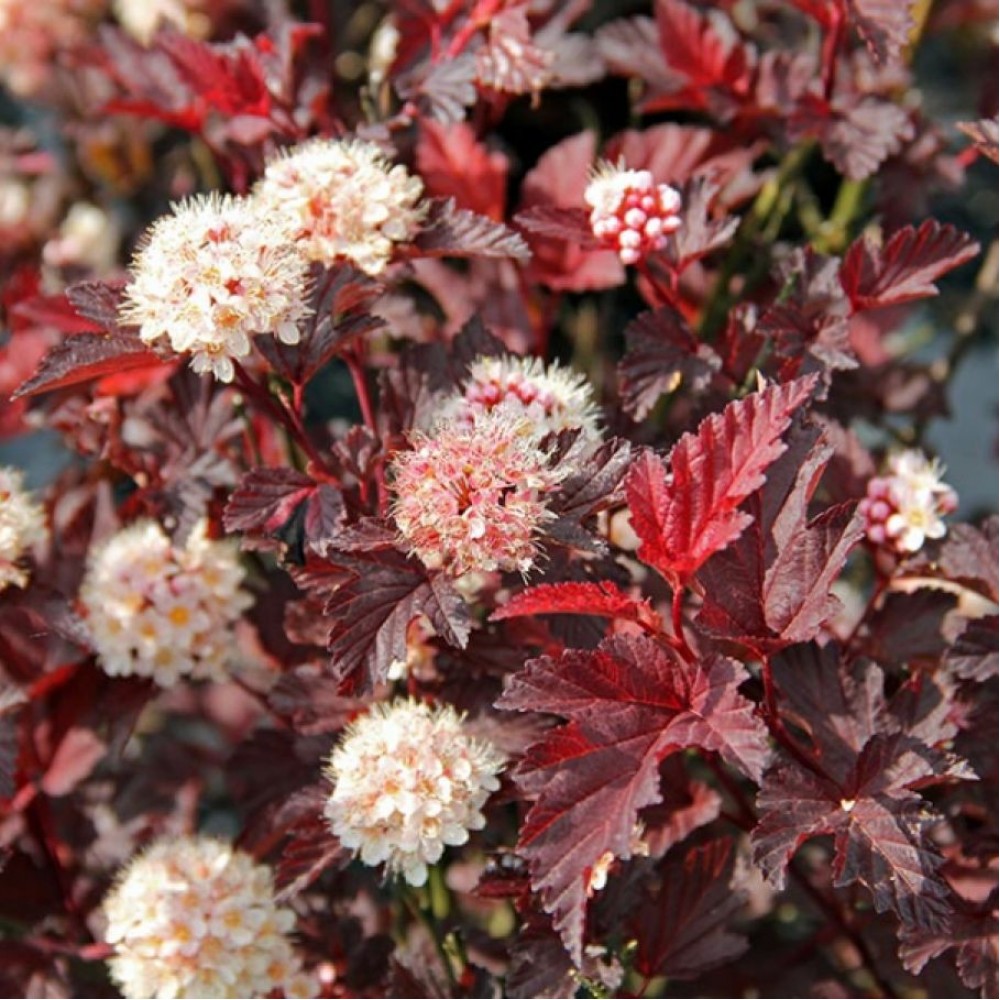 Пузыреплодник калинолистный "Ред Барон" Physocarpus opulifolius "Red Baron"