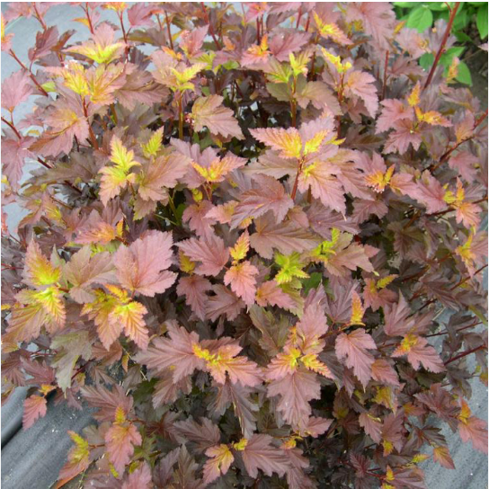 Пузыреплодник калинолистный "Здеховице" Physocarpus opulifolius "Zdechovice"