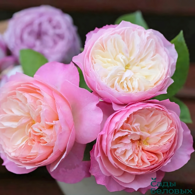 Роза английская "Constance" Констанс С3