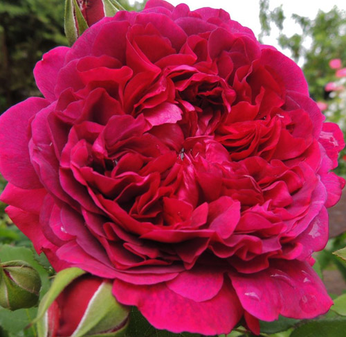 Роза английская "William Shakespeare" Вильям Шекспир С3