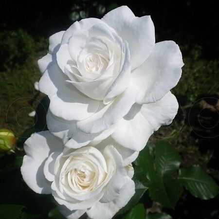 Роза чайно-гибридная "Annapurna" Аннапурна С3