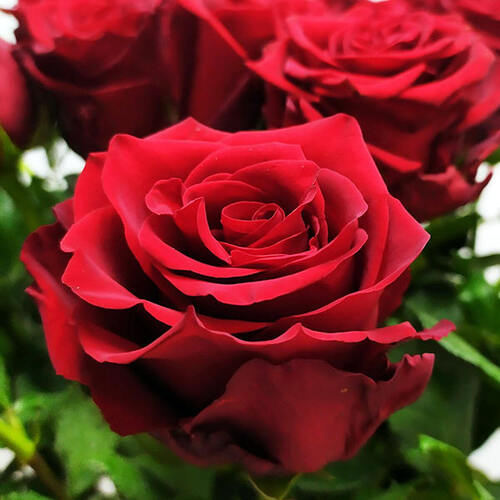 Роза чайно-гибридная "Explorer" Эксплорер С3