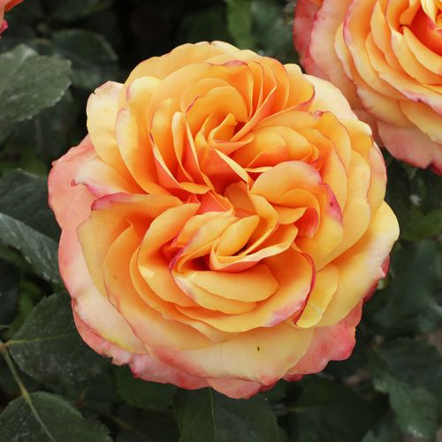 Роза чайно-гибридная "Vip new OO" Вип Нью С3