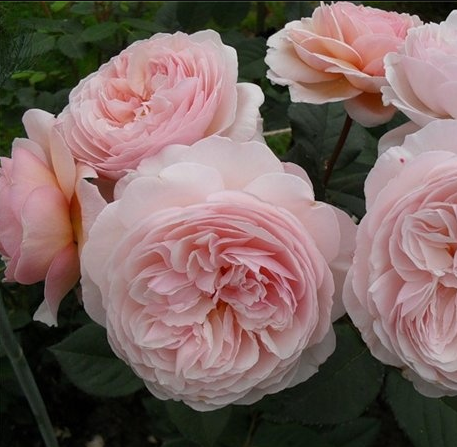 Роза флорибунда "Princess Liana" Принцесса Лиана С3